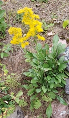 Solidago nemoralis