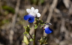 Nemesia barbata