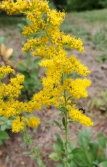 Solidago nemoralis