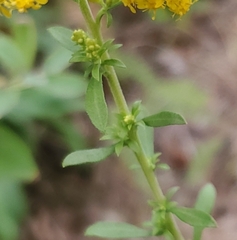 Solidago nemoralis