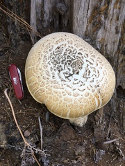 Neolentinus ponderosus image