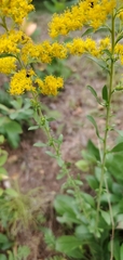 Solidago nemoralis