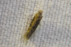 Scrobipalpa ocellatella