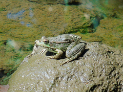 Pelophylax ridibundus