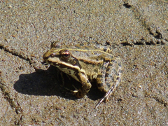 Pelophylax ridibundus