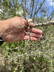 Sarcomphalus obtusifolius