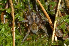 Trochosa