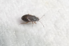 Stygnocoris