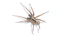 Alopecosa inquilina