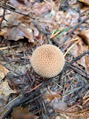 Lycoperdon echinatum