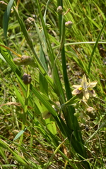 Moraea vegeta