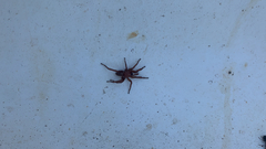 Scotophaeus blackwalli