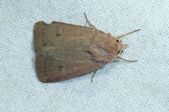 Xestia castanea