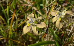 Moraea vegeta
