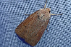 Xestia castanea