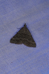 Dichromodes indicataria