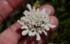 Scabiosa columbaria