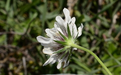 Scabiosa columbaria