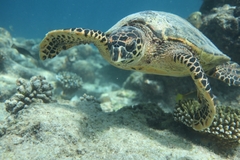 Eretmochelys imbricata