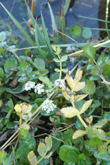 Helosciadium repens