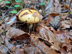 Russula ochroleuca