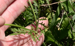 Scabiosa columbaria