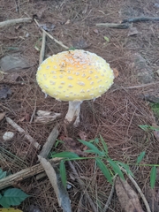 Amanita muscaria