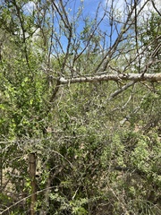 Sarcomphalus obtusifolius