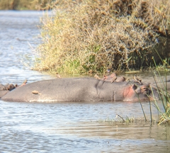 Hippopotamus amphibius