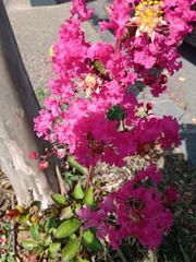 Lagerstroemia