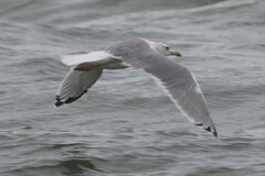 Larus argentatus