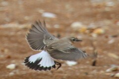 Oenanthe isabellina