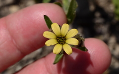 Osteospermum