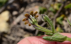 Osteospermum