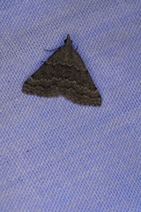 Dichromodes indicataria