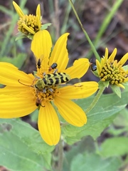 Cerambycoidea