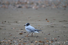 Hydrocoloeus minutus