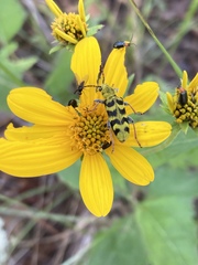 Cerambycoidea