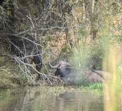 Syncerus caffer caffer