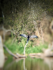 Anhinga rufa