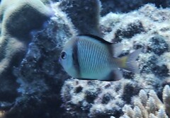 Dascyllus reticulatus