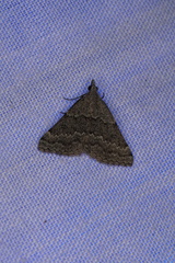 Dichromodes indicataria