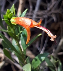 Eremophila glabra