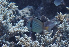 Dascyllus reticulatus