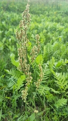 Rumex thyrsiflorus
