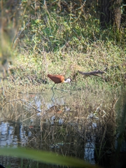 Actophilornis africanus