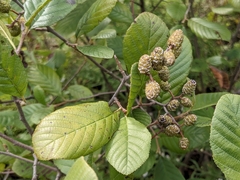 Alnus serrulata