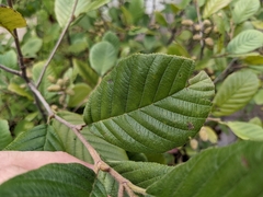 Alnus serrulata