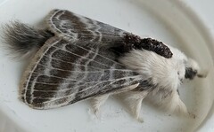 Tolype velleda