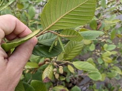 Alnus serrulata
